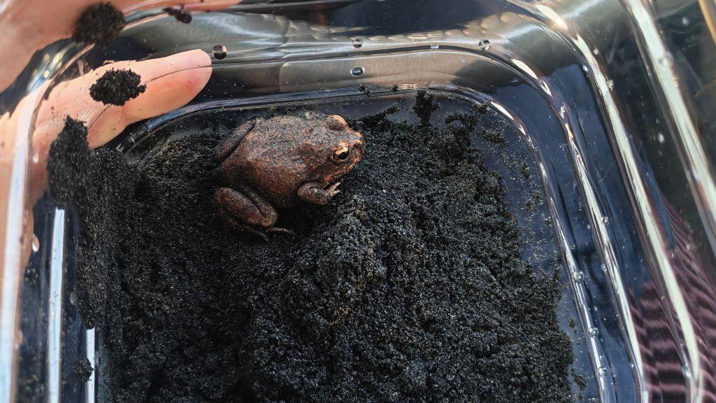 严防外来生物入侵 大理石沙蛙在中国口岸截获