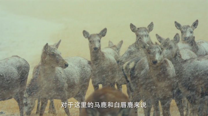 青藏高原上的“生命接力”：一家两代人与马鹿的半世纪之约