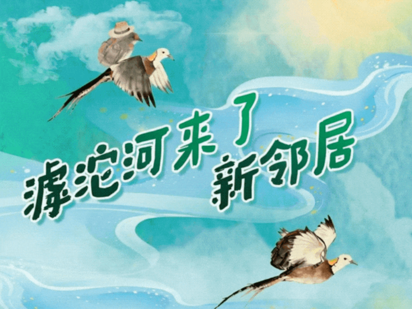 和谐共生丨滹沱河来了新邻居