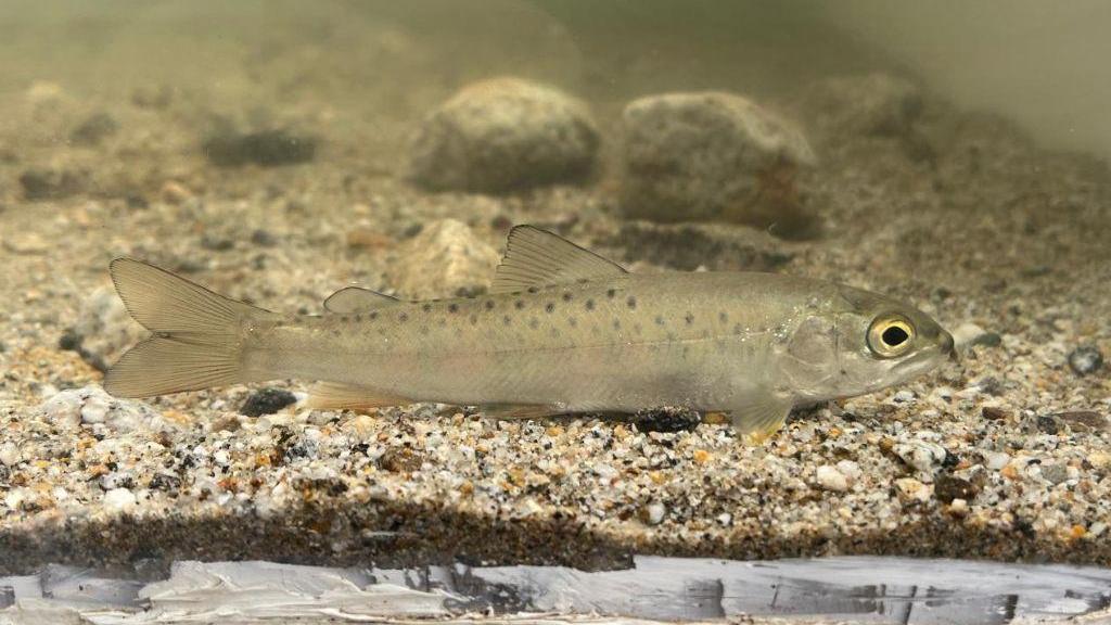 甘肃刷新秦岭细鳞鲑分布海拔纪录