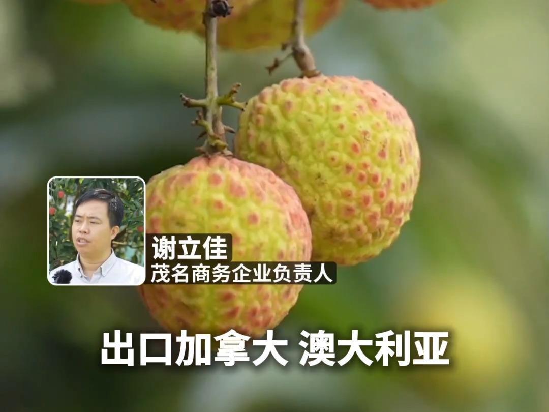 “粤”上新台阶丨从“三蚊鸡到巴西”到广货卖全球 粤西好物闯出大市场