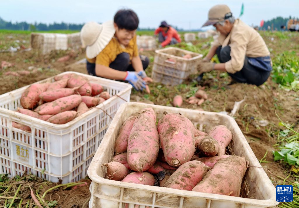 河北卢龙：鲜食甘薯收获忙