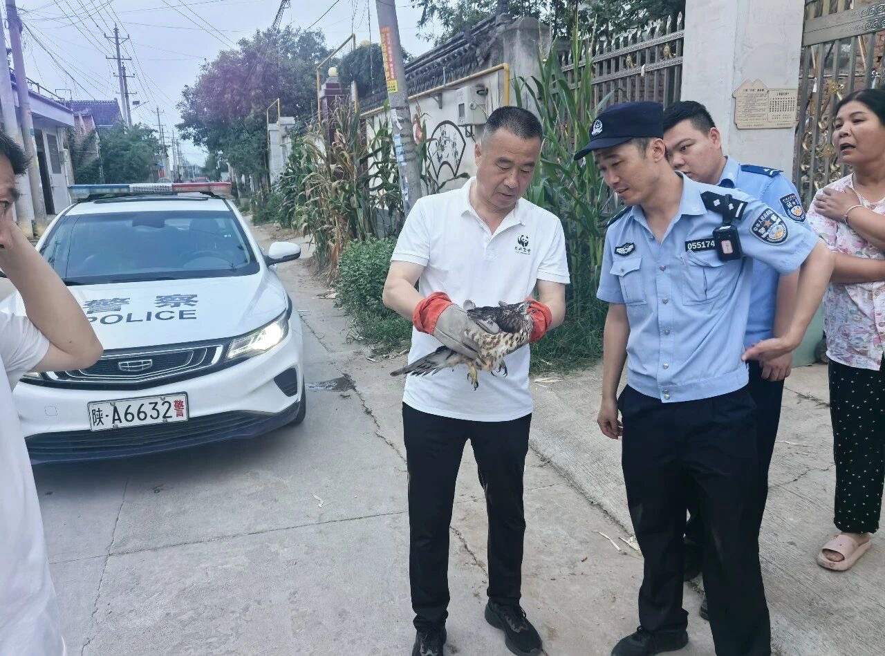 “警”心守护 周至公安救助国家二级重点保护野生动物凤头鹰