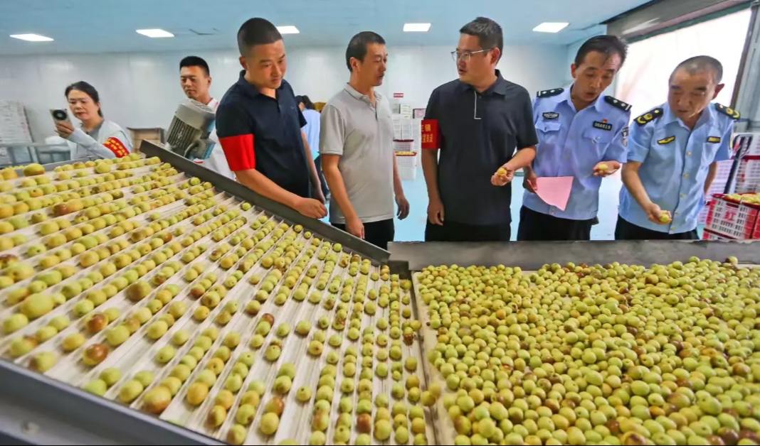 多部门联合亮剑！守护大荔冬枣质量安全
