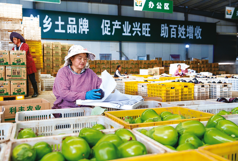高山蔬菜助村民增收