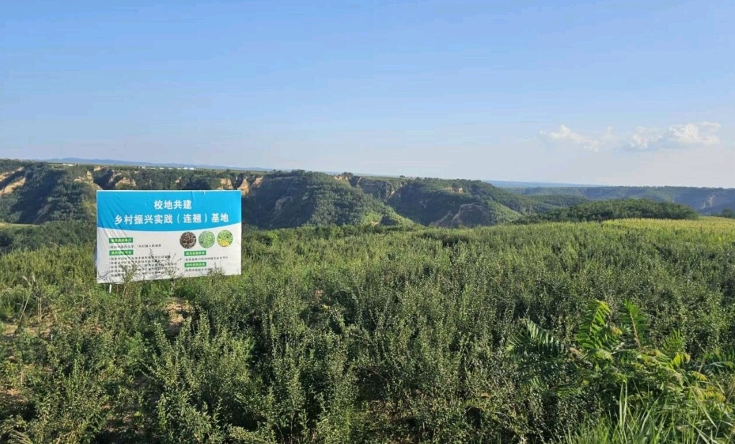 旬邑县：连翘飘香采收忙 药材铺实振兴路