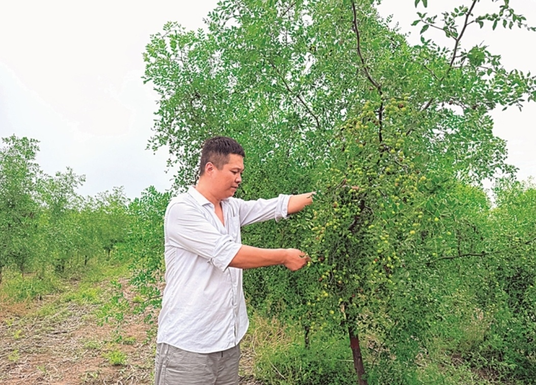 礼泉县：种下酸枣树 闯出致富路