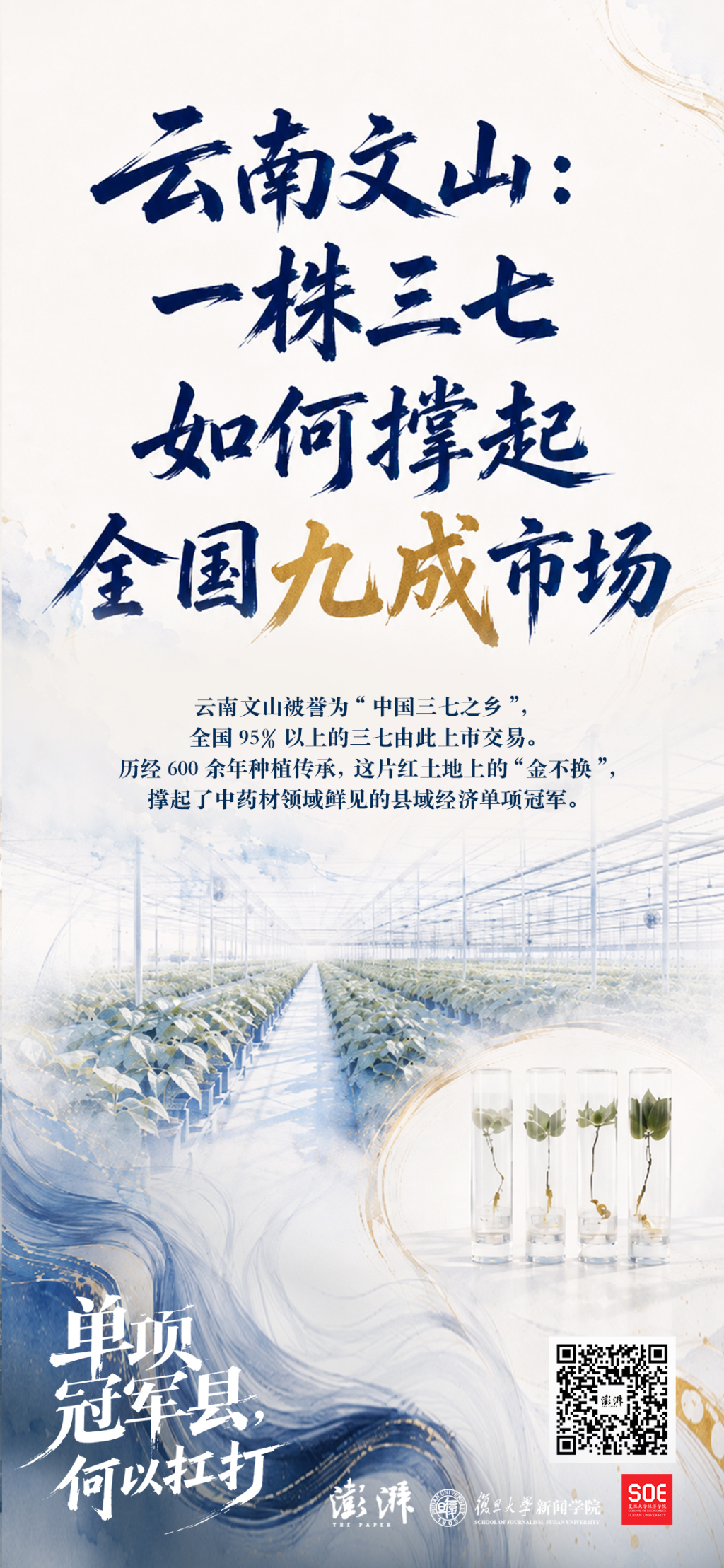 云南文山：一株三七如何撑起全国九成市场