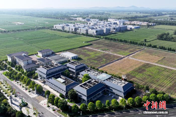 开局之年看中国·日新江淮丨种业“芯”动，在黄淮海平原拔节生长