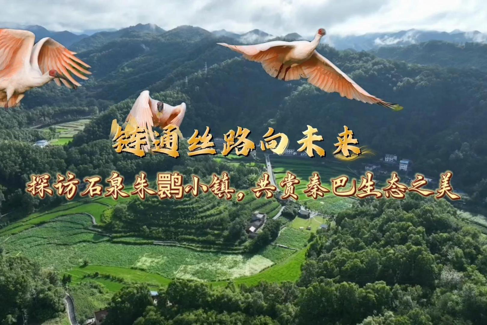 “Keeping the World Moving不断链的世界”共建“一带一路”融媒体媒体行探访石泉朱鹮小镇。翩跹朱鹮与秀美山水相映，外籍友人实地走访，感受陕南生态保护成果，见证人与自然共生的动人画卷。