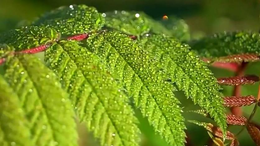 视频丨二十四节气·白露 寒生露凝 秋色渐浓