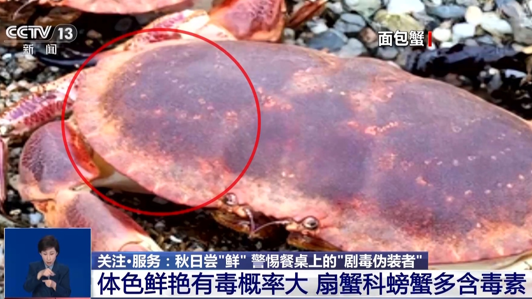 视频丨秋蟹肥美，警惕“剧毒伪装者”！这种海鲜千万别吃