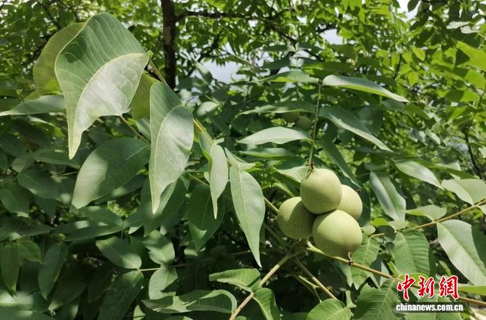 “中国核桃之乡”云南凤庆核桃丰收 全链条护航产业发展