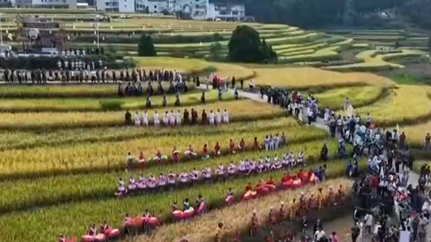 又是一年收获时！水稻开镰、瓜果飘香 广袤田野上绘就壮美丰收画卷