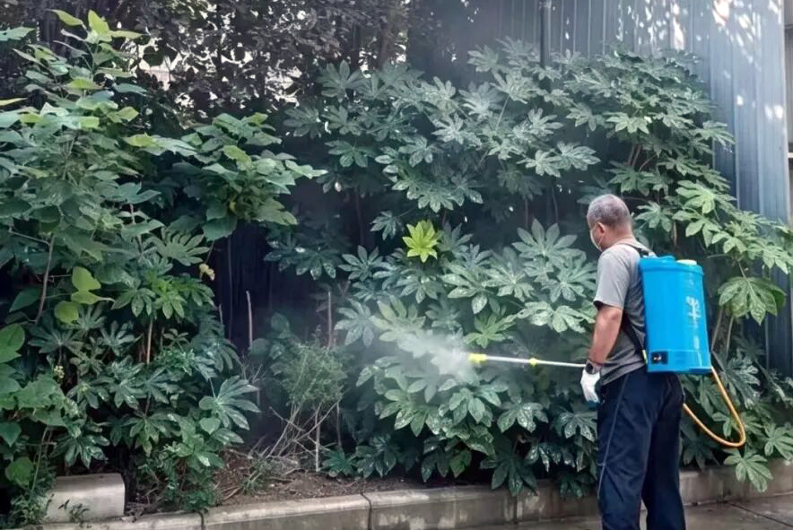 西安这种小虫高发！广场北路社区消杀隐翅虫守护居民健康