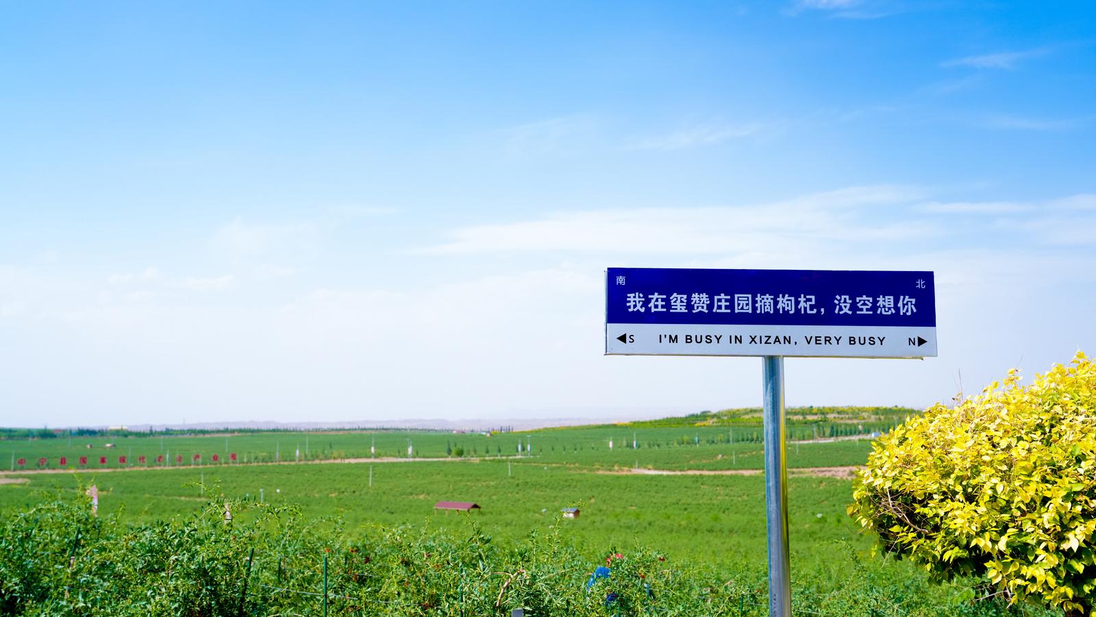 活力中国调研行 | 枸杞园里的“人鸟默契”