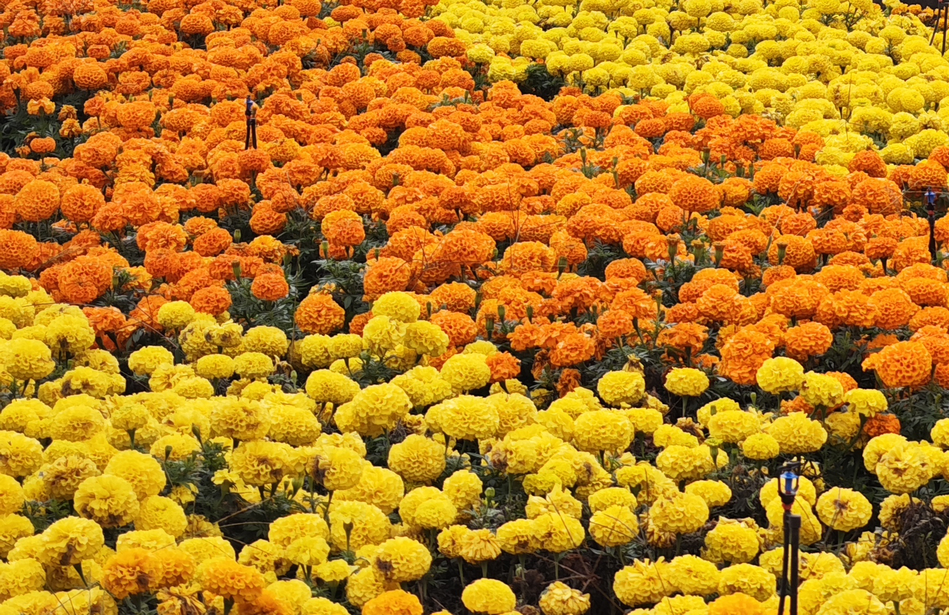 10万盆菊花争相绽放 西安植物园国庆邀你来赏花