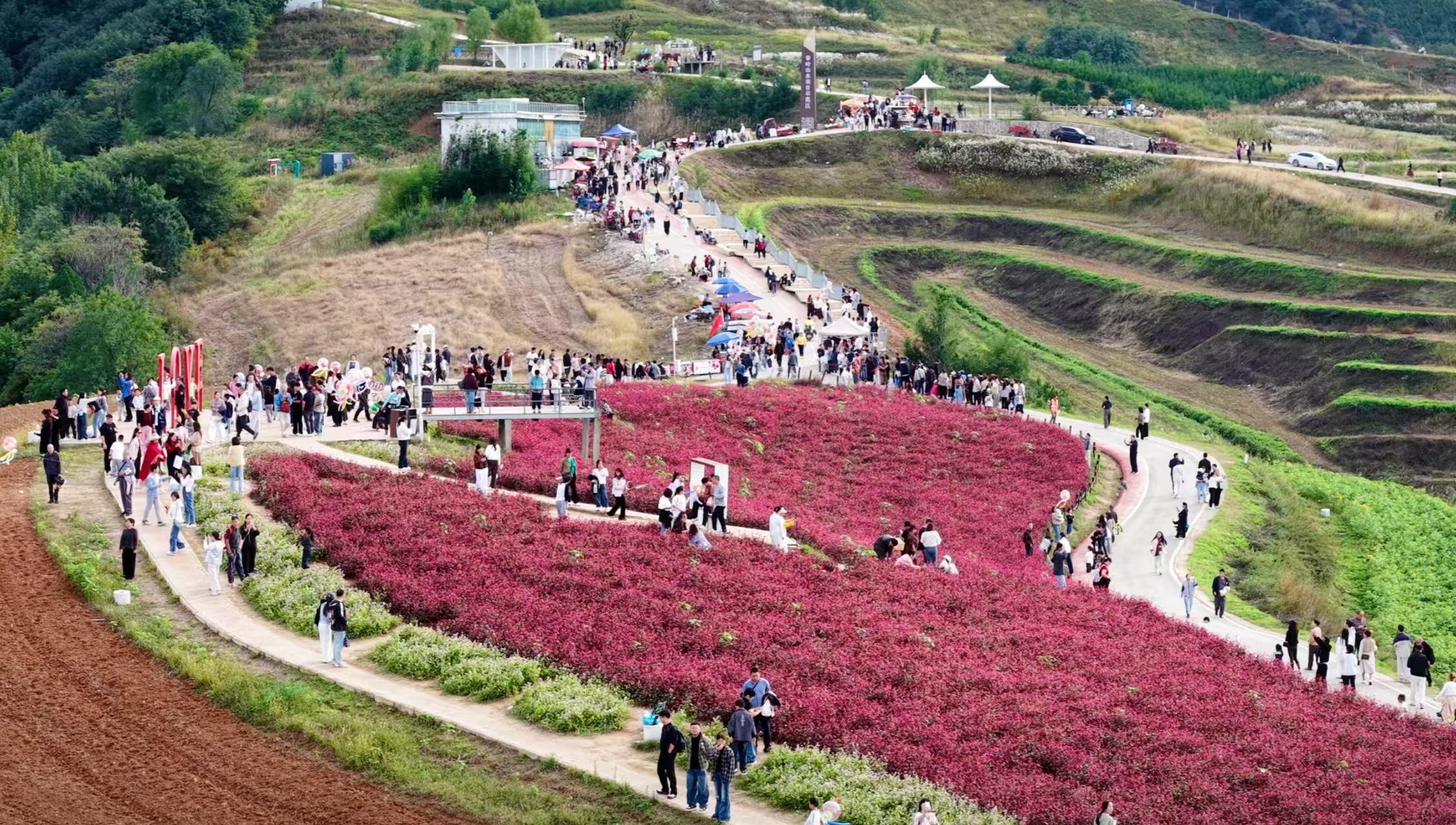 荞麦花开引客来 文旅提质兴乡村